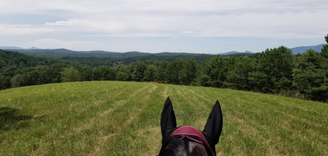 Lindsey's Road to the Thoroughbred Makeover