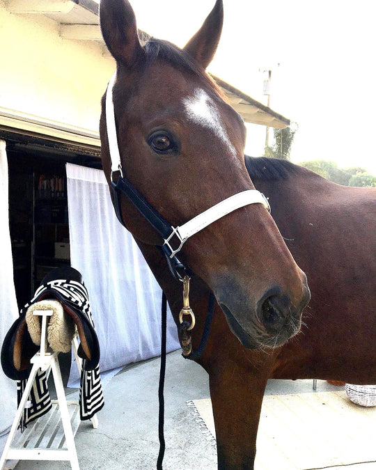 KHUMBA HALTER | Leather Halter in Black & White | With Brass Name Plate - AtelierCG™
